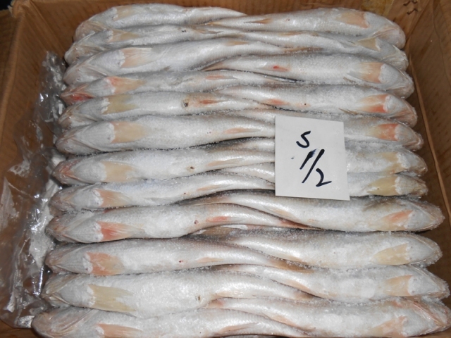Fish Croaker in Pakistan – Buy Fresh Croaker Fish Wholesale.jpg