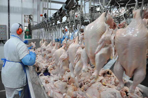 Chicken Meat Price in Pakistan – Connect Wholesalers, Suppliers.jpg