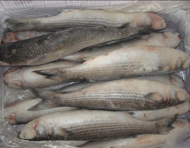 Buy Fresh Mullet Fish from Suppliers, Wholesalers in Pakistan.jpg