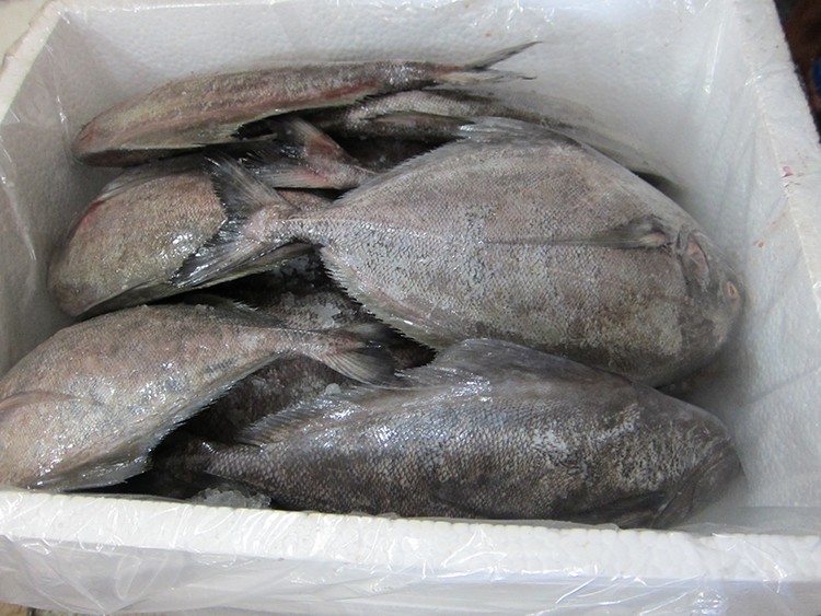Black Pomfret Fish - Buy Frozen Black Pomfret Wholesale in Pakistan.jpg