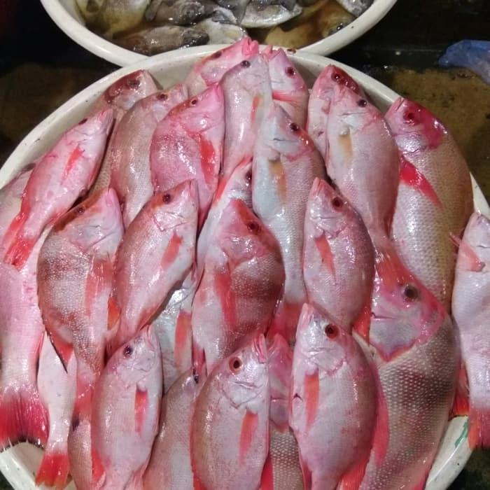 Pakistani Red Snapper Fish Manufacturers and Supplier.jpg