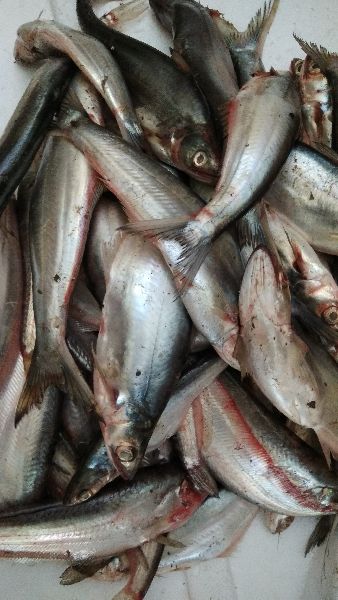 Basa Fish Suppliers in Pakistan - Basa Fish Wholesale Online.jpeg