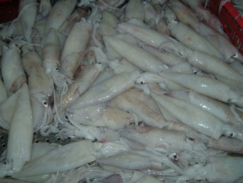 Squid Pakistan, Frozen Squid Suppliers and Manufacturers.jpg