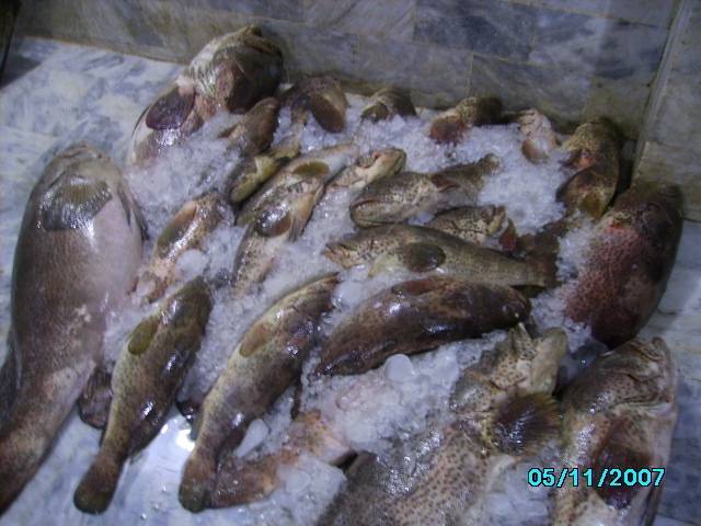 grouper-hamour-fish.jpg