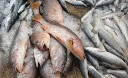 Buy Online Fish Fresh Meet- Sea Food Wholesale Online - Achasoda.png