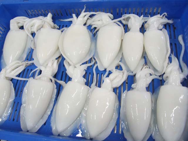 Cuttlefish Manufacturers in Pakistan, Cuttlefish Suppliers Wholesaler.jpg
