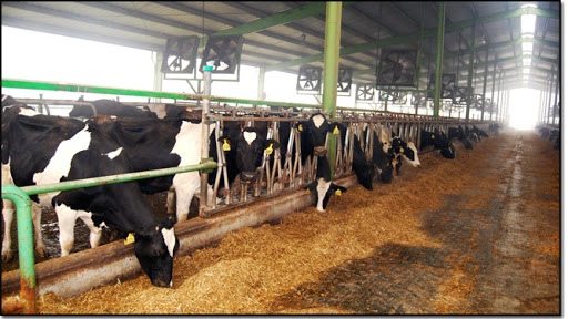 Livestock Goat Farm in Pakistan - Goat Supplier & Wholesaler.jpg