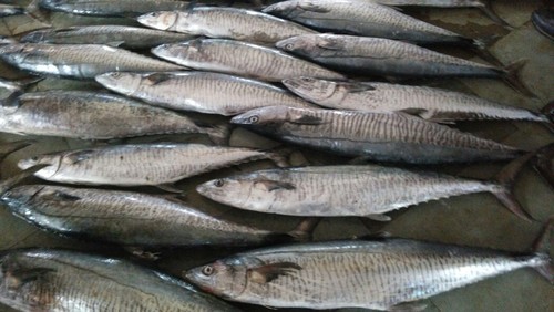 Buy Sea Food in Wholesale- Fresh Fish & Seafood - Achasoda.jpeg