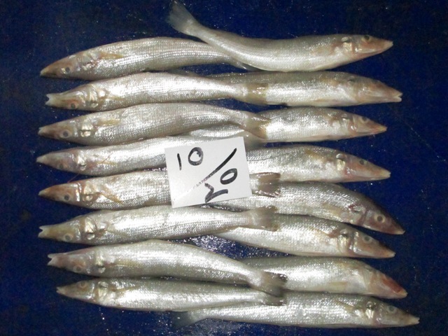 Lady-Fish-(Silver Sillago).jpg