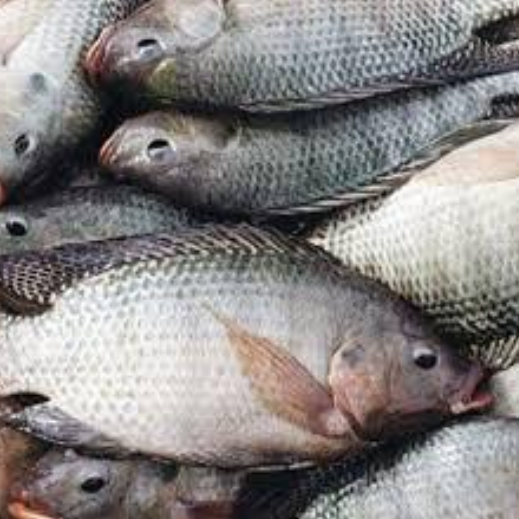 Fresh Fish in Pakistan - Buy Online Fish - Achasoda.png