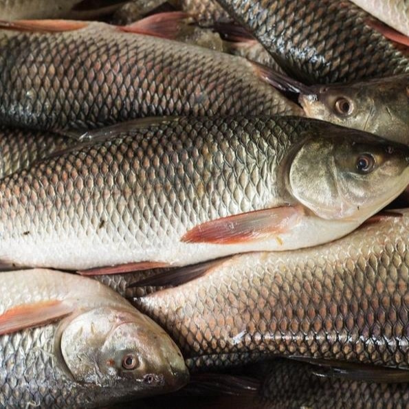 Rohu Fish - Wholesale Price for Rohu Fish in Pakistan.jpg