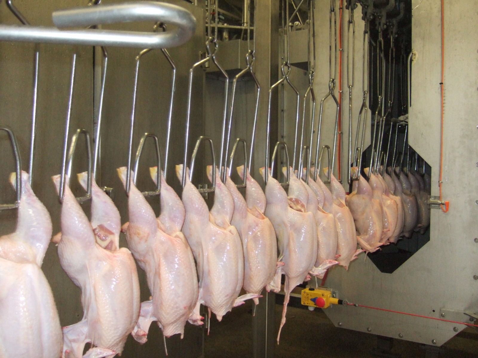 Danish-poultry-sector-steps-up-to-stem-campylobacter.jpg