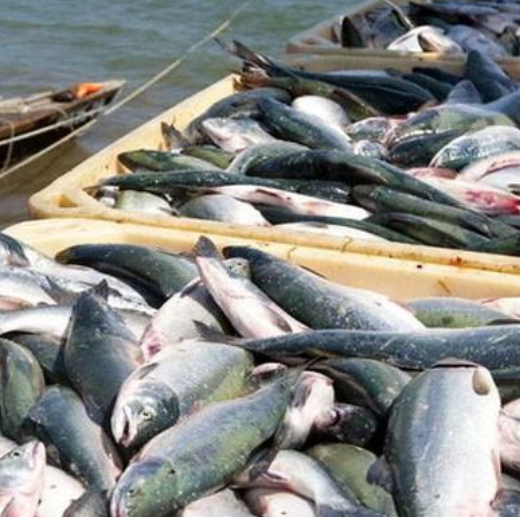 Fisheries in Pakistan - Fish Farming – Sea Foods Online - Achasoda.png
