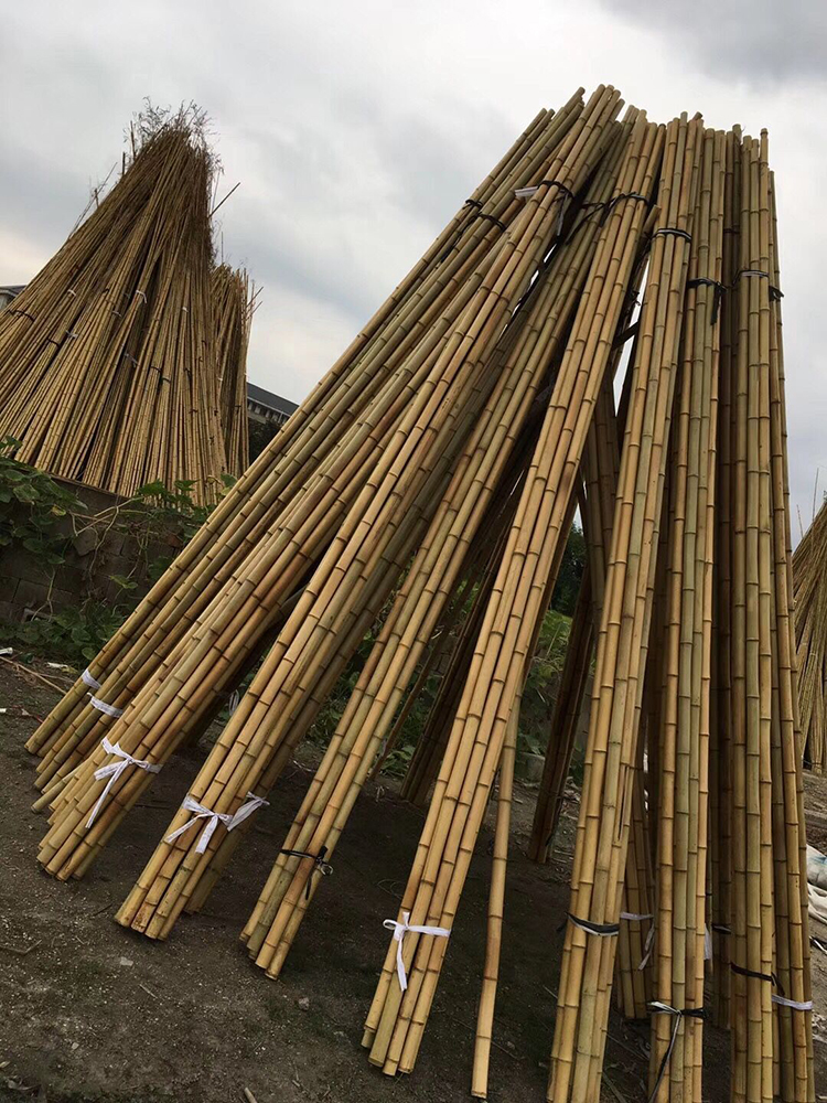 Wholesale Eco-friendly 8' x 18-20 MM plant crops vines support auxiliary growth bamboo plant stakes bamboo stakes