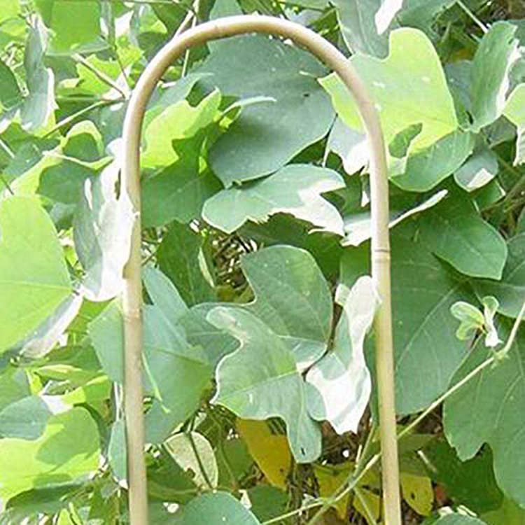 Factory direct pure natural environmentally friendly 18"x7.87" bamboo 18" hoop crop support stick bamboo