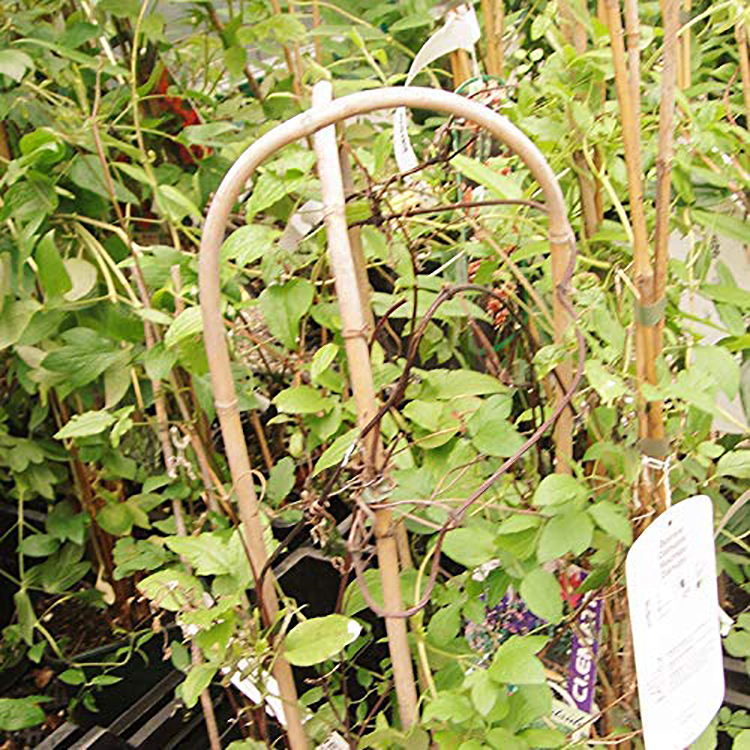 Factory wholesale pure natural environmentally friendly bamboo U-HOOP BAMBOO 3 PK 2' crop support stick bamboo